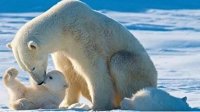 专家警告：北极熊恐将在本世纪末灭绝
