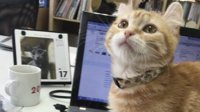 推特热门话题“有电脑的好处” 竟然一半人在秀猫？