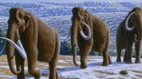 永久冻土层因持续高温融化 惊现一万年前猛犸象