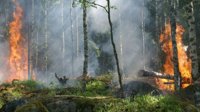 亚马逊雨林火灾纪录创新高 灾难性火灾或将重演