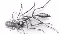 科学家发现“地狱蚂蚁”捕食瞬间 距今约9900万年