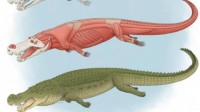 科学家发现8000万年前鳄鱼 超大牙齿咬合力强劲