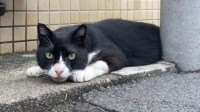 日本推特的“找猫大赛” 一张图难倒上万网友
