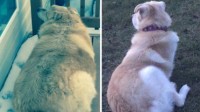 连狗狗都这么努力 减重45公斤成为网红的金毛犬kai