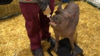 马斯克用活猪展示脑机接口设备 记录猪的口鼻部信号