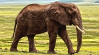 世界上“最孤独”的大象 被人道组织解救