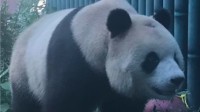 北京大熊猫突然“谢顶” 网友：学IT了？