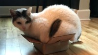 猫为什么喜欢睡纸箱？科学家解释：可能为了躲开你