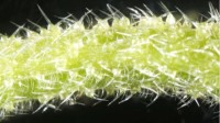 科学家发现地球最毒植物：被刺能疼到“怀疑人生”