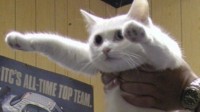 网友发表情包悼念一只猫 因梗图走红的喵星人Longcat