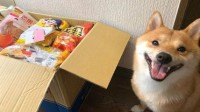 牙膏广告般的笑容萌杀网友 卖笑为生的网红柴犬UNI