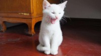 毛绒绒的小王八蛋：推特网友列举养猫后的那些问题