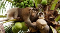 泰国“采椰猴子奴隶”引众怒 相关企业：无稽之谈！