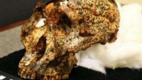 南非发现200万年前头骨化石：人类的“表兄弟”