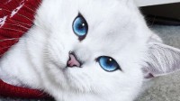 最美蓝眼睛的喵星人 靠脸吃饭的萌猫Coby