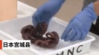 日本沿海发现九足章鱼 专家鉴定或与核辐射有关