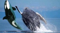 座头鲸殴打虎鲸照片引热议 果壳：图假 事真