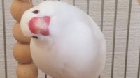 日本文鸟歪头大赛 饲主晒出可爱小鸟歪头杀萌照
