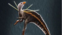 科学家发现新恐龙物种：或是孔雀天堂鸟的祖先