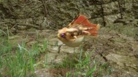 《怪物猎人：崛起》新环境生物演示 诱敌红飞蛙
