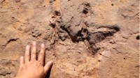 福建发现恐龙足迹群化石：240余枚 超8个种类！