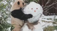 中国大熊猫在北欧玩雪 萌翻网友：真是太可爱了