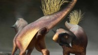 科学家从鹦鹉嘴龙屁股化石里 发现恐龙独特交配方式