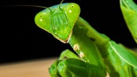 交配后就吃掉雄性 科学家找到螳螂性食同类的原因