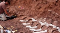 9800万年前的恐龙化石出土 可能是最大的陆地生物