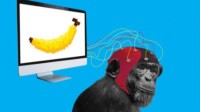马斯克透露脑机互联新进展 猴子用脑电波玩视频游戏 