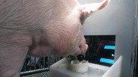动物挑战电子游戏新研究：猪的灵活性令人印象深刻