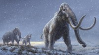最古老提取纪录完成!科学家提取165万年前猛犸象DNA