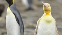 南极发现全球首只金色企鹅 专家：应是白化病所致