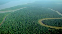 三分之二热带雨林遭破坏：每6秒消失一足球场大的森林