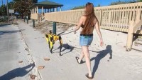 美国女子海滩上遛机器狗引围观：每只售价近50万