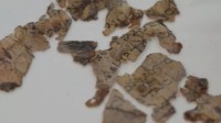 新的“死海古卷”碎片被发现 深藏死亡洞窟近1900年