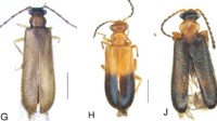 昆虫学家用宝可梦的名字命名了三种新甲虫