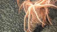 科学家为新物种起名“派大星” 它与深海海绵生活在一起