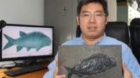 贵州发现2.44亿年前大型盘州暴鱼：驼背、满口尖牙
