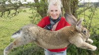 吉尼斯认证的世界最大兔子被偷 主人高额悬赏求找回