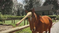 真正的“赛马娘” 这款养马模拟器让你打造王牌小马
