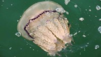 意大利海域遭水母入侵：品种并不适合被端上餐桌