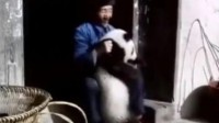 冷知识：90年代熊猫可家养 东野新垣是中国姓