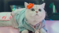 重庆一只猫咪当上“职业车模” 出场费最高上万元
