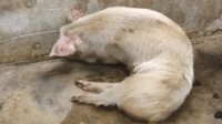 14岁猪坚强情况很糟 博物馆表示会考虑实施安乐死