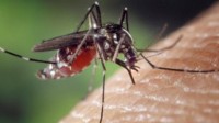 10亿只转基因蚊子在美国开始释放 让后代只有雄性