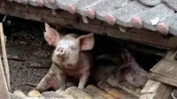 猪坚强被抢注食品商标 博物馆回应：无所谓