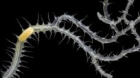 科学家在海底发现的神秘蠕虫 竟然长着100多个屁股