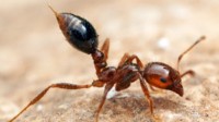 全国已发现660多种入侵物种 红火蚁为最危险之一