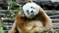 秦岭第10次发现野生棕色大熊猫 网友：生时没墨了？